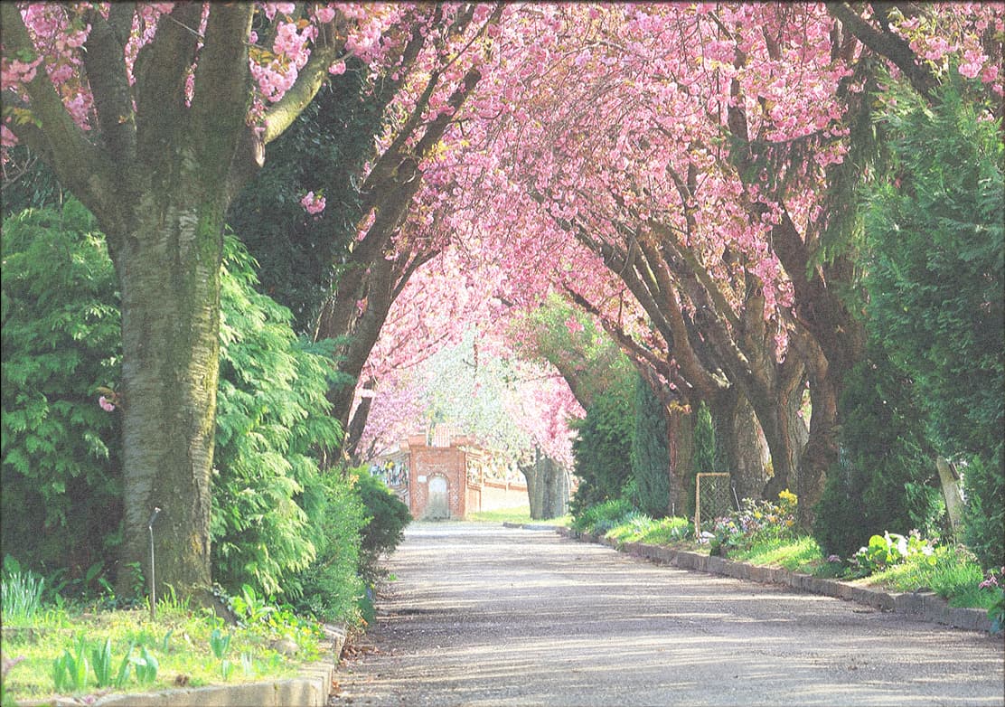 Announcements Header